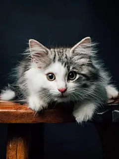 动物 猫咪 狗呆萌 喵星可爱 宠物 自然 萌宠尽在 ------&gt; @花道士