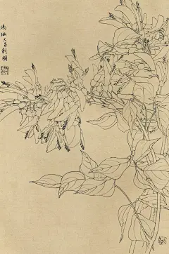 百花图谱85 刺桐花