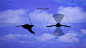 鸟类飞行参考 - 游戏动画 - CGJOY