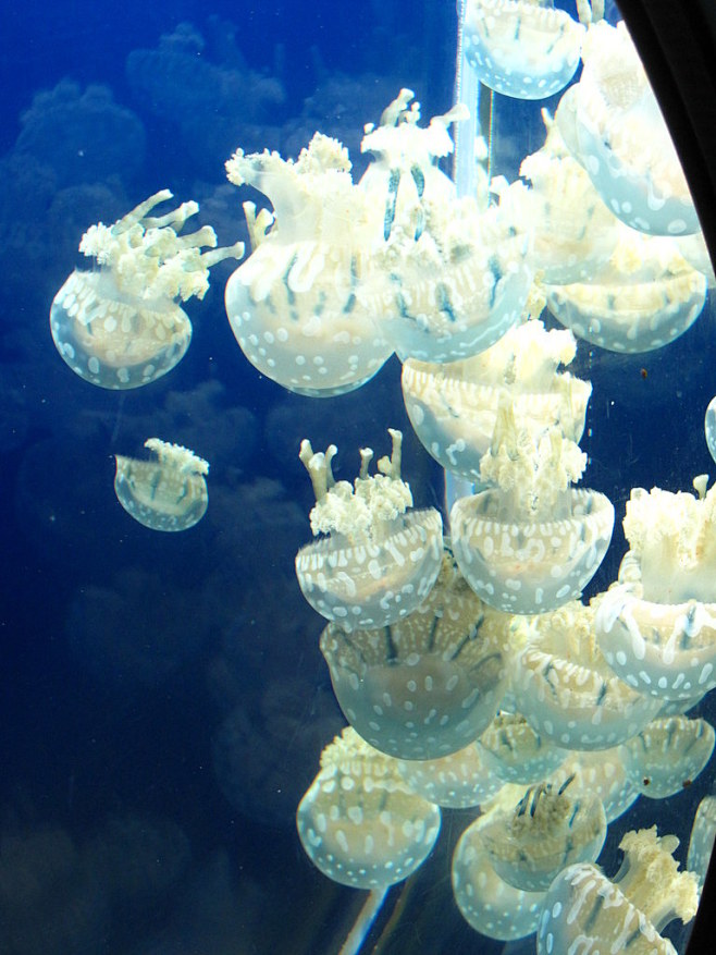 Jellyfish : Explore ...