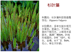 yanyanyan1采集到绿化、植物