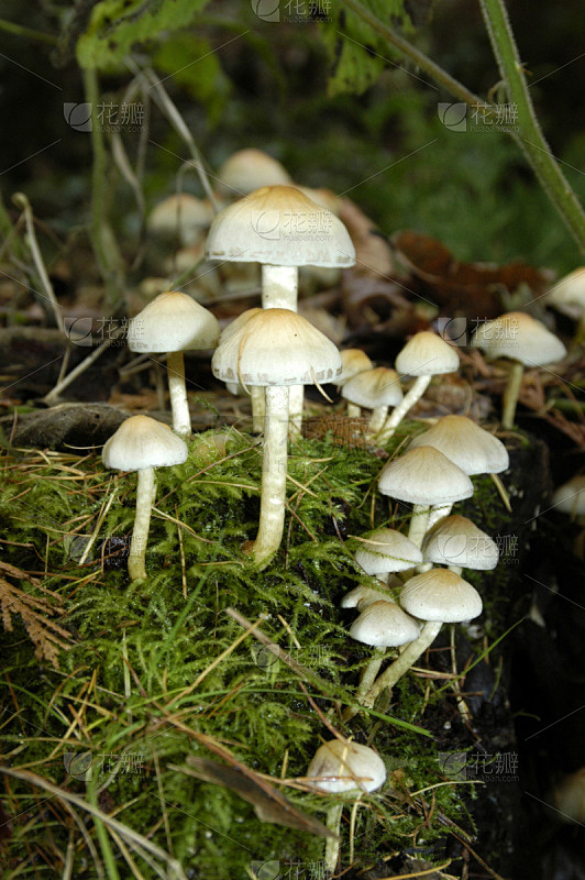 真菌,自然,垂直画幅,秋天,无人,有毒生...