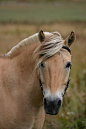Norwegian Fjord Horse