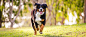 Telling your pet’s story…