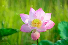 粉红色的莲花