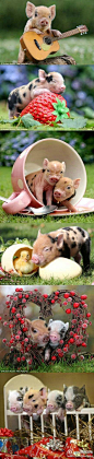【可爱的小猪崽】在英国德文郡的一个农场上，养着一群可爱的小猪，这些小猪小到可以托在手掌上，放进茶杯里。 摄影家理查德-奥斯丁将这些可爱的小猪拍摄了下来，小猪们或在玩吉他、或抱着草莓打盹儿、和小鸭子玩耍，还有的躲在茶杯里……这些照片已经被制成2013年的挂历，正在网络上热传。