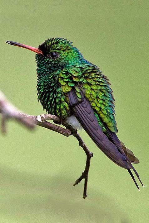 蜂鸟目蜂鸟科翠蜂鸟属卡氏翠蜂鸟