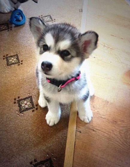 哈士奇(husky) 和柯基( corg.