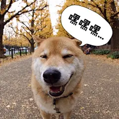 maru真的很适合做冬季表情包啊~~~~加字by 黄油相机app