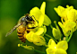 蜜蜂_360图片