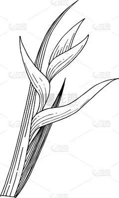夏天,鸡尾酒,热带气候,壁纸,植物群,春天,植物,花