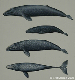 阿明的鲸鱼采集到鲸鱼