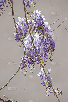 鬻何采集到花类，植物，动物，生物等