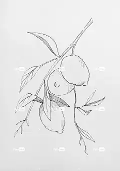柠檬 柠檬树 绘画 柑橘类水果 画画 草图 植物学 水彩 分支