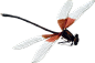 蜻蜓 _png素材_T201936 #率叶插件，让花瓣网更好用_http://jiuxihuan.net/lvye/#