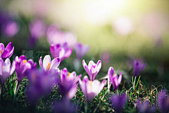 Crocus Flowers