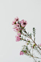 Find your muse with Bellé Flora | Castel Fragsburg : Learn to unwind and bring new joy to your daily life: Bellé Flora teaches the fine art of living in her Sanctuarium at the Fragsburg.