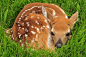 Animal, Baby Animal, Cute, Deer, Fawn, Resting wallpaper preview