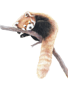 oO漫舞樱璇Oo采集到Color Pencil Tutorials