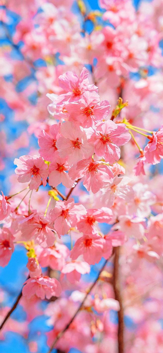 原图壁纸：樱花开了，赏花的季节到了-今日...