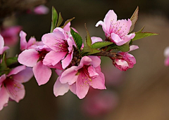 小C菜花采集到花（桃花）