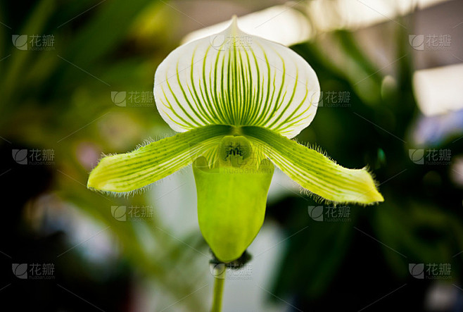花兰