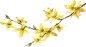 桂花
