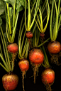14906 Beta vulgaris : Explore horticultural art photos on Flickr. horticultural art has uploaded 11496 photos to Flickr.