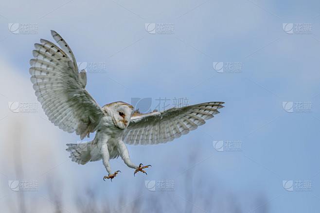 美丽的仓鸮(Tyto alba)在攻击前飞行，张开翅膀，干净的白色和蓝色背景。动作野生动物场景从自然