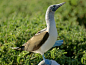 Photo: Blue-footed booby in the Galápagos Islands