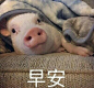 我们还是吸猪吧
最后是我偷拍你的照片 ​​​​