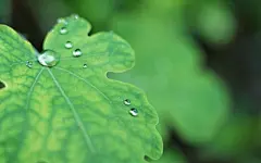 绿色护眼洒满阳光的绿叶桌面高清壁纸桌面壁纸3