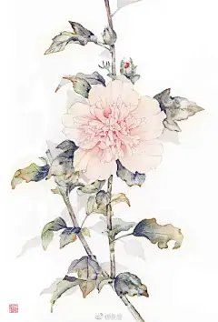 水彩--蜀葵 - 高清图片，堆糖，美图壁纸兴趣社区