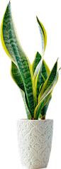 室内植物 盆栽