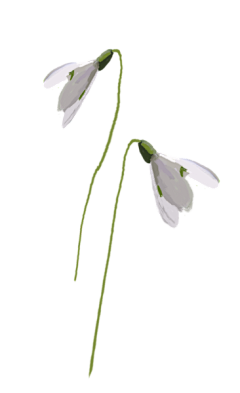 是战战吖采集到花