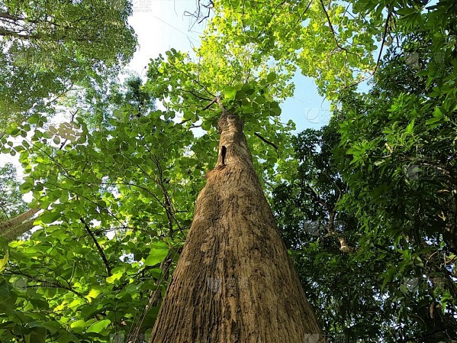 阳光下的柚木树