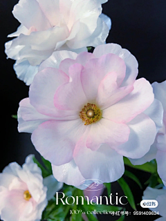 云淡风轻fanyun采集到洋甘菊