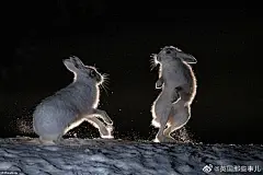 挪威一位网友最近在一处森林附近拍到了几只雄性雪兔为了争夺配偶在雪中打架的画面…………各种扑打飞踢扬起地上的积雪，中间似乎还乱入了一枚表情包 ​​​​