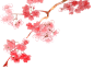 免抠 樱花 花枝 png