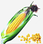 我家的玉米png免抠素材_新图网ixintu.com