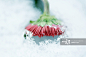 Flower emerging from snow