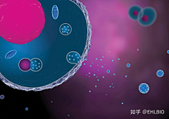 橙澄程采集到生物 医疗 细胞 化学