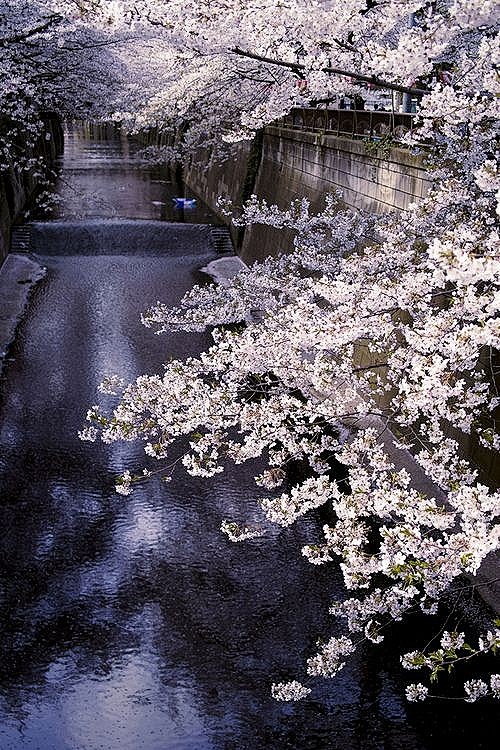 摄影 旅行风景 风景 植物/花卉 美景 ...