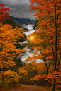 01363-4208628360-maple leaf,scenery,gold color theme,afternoon,autumn,