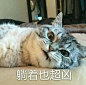 猫咪超凶,qq表情,表情包,斗图