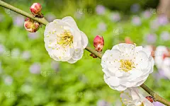 春花系列:梅花春花