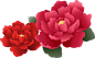 牡丹花 农历新年传统迎新PNG免扣素材