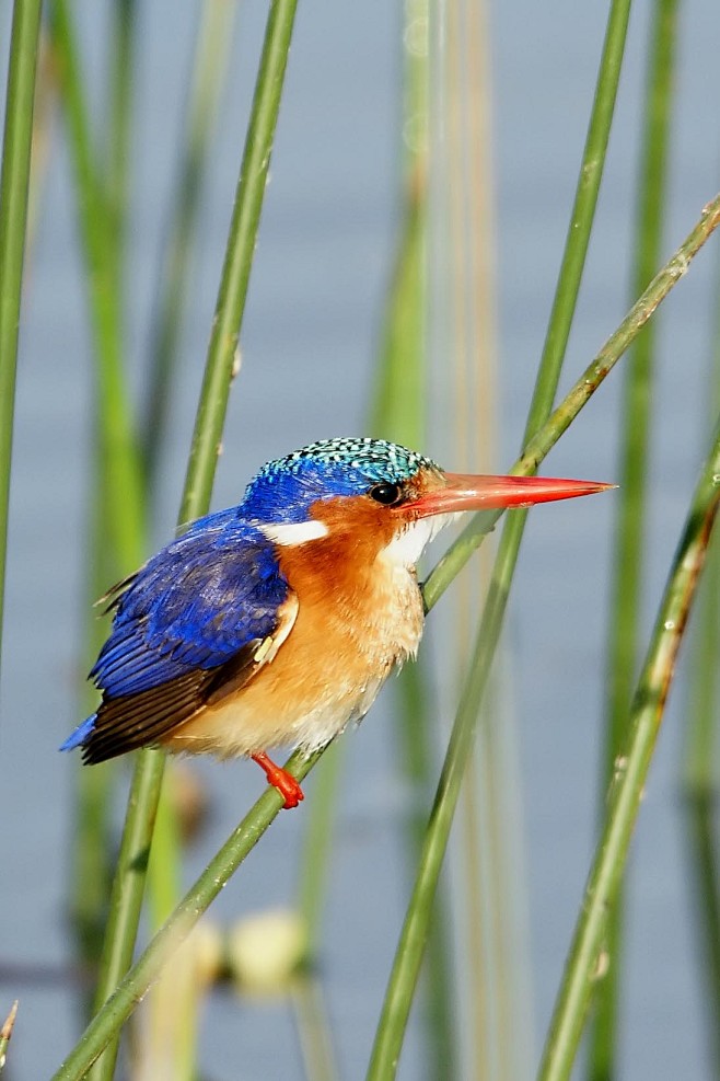 佛法僧目翠鸟科科里翠鸟属冠翠鸟