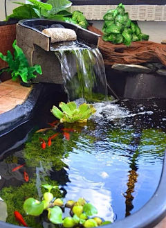 三埋两踩一提苗采集到庭院水景