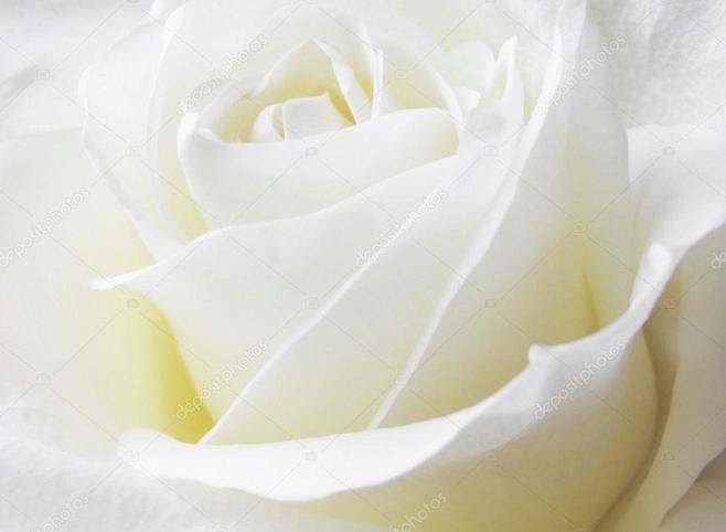 关门的白色玫瑰花瓣的照片
